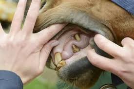 Tatiana Peter | Horse Dentist, Melle Germany 